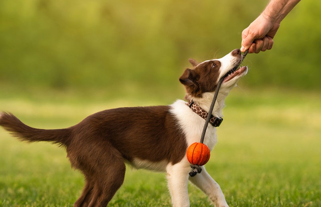 Daily Care & Grooming